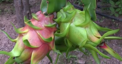 Beneficios de la pitahaya o fruta del dragón